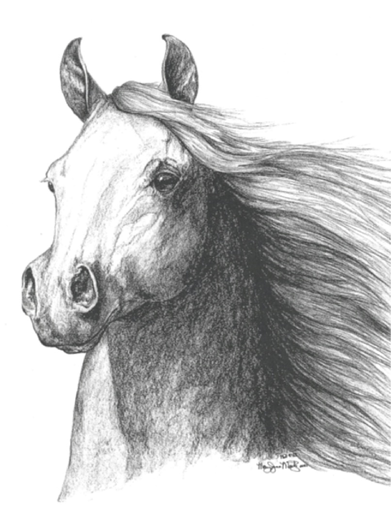 Arabian-charcoal