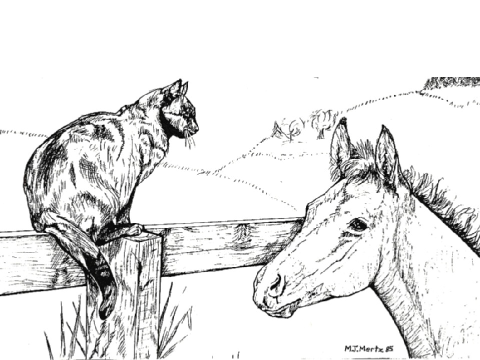 cat and foal.jpg