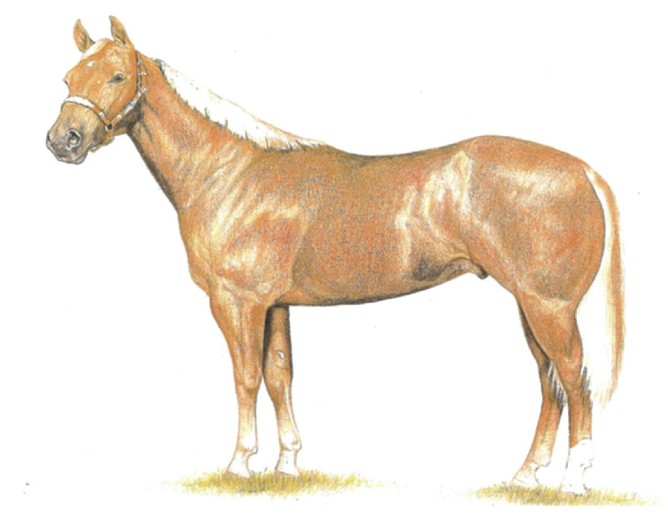 Colored pencil of AQHA stallion 